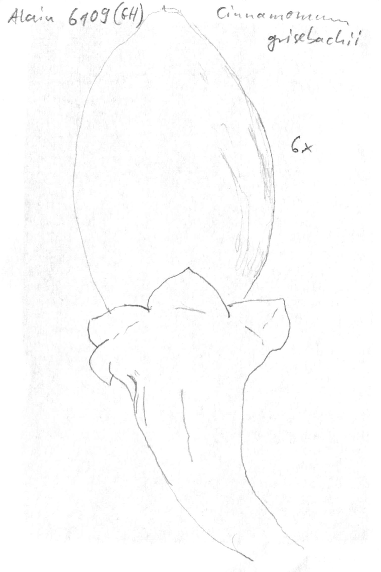 preview Aiouea grisebachii (Lorea-Hern.) Rohwer